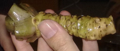 Wasabi rhizome
